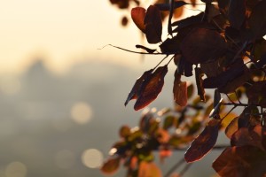 IMG_8075